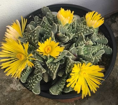 Succulent yellow flowers