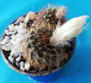 cactus with flower bud