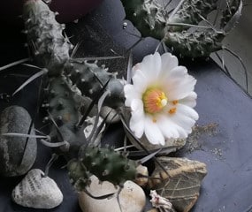 Tephrocactus Articulatus white flower