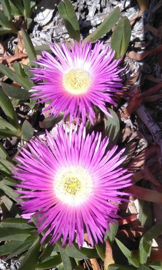 carpubrutus flowers