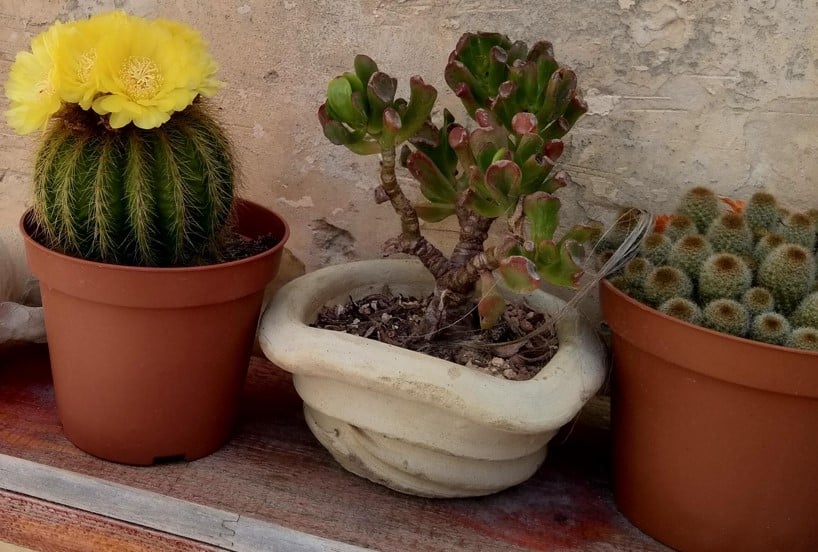 Different pots for plants