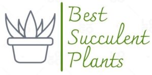 Best succulent plants