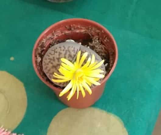Living stone flower yellow
