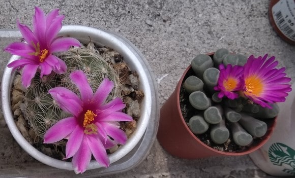 flower and succulent flower