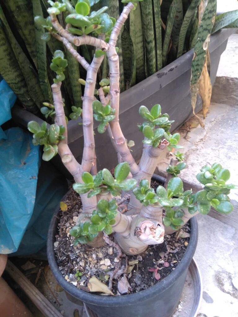 Jade plant prune