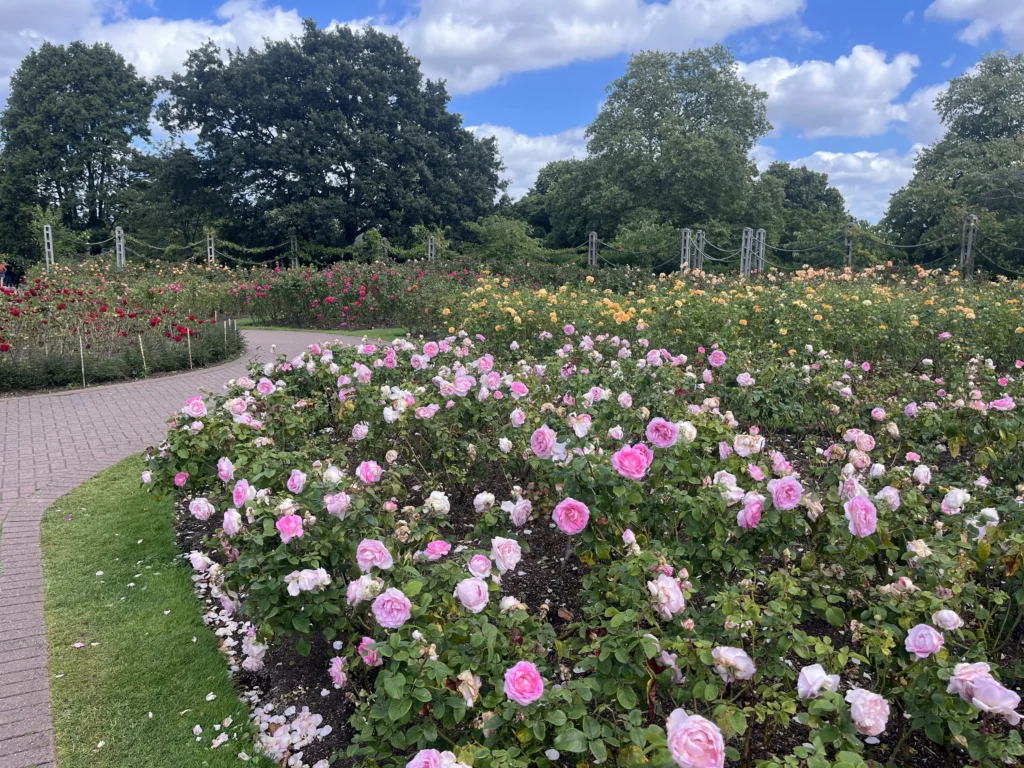 Pink Roses regents park