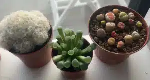 cactus and succulents