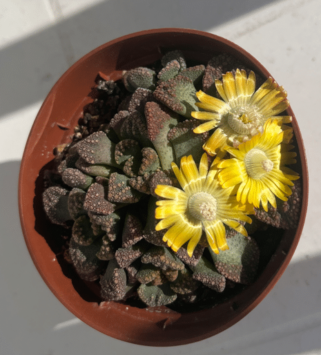 Titanopsis with three flowers