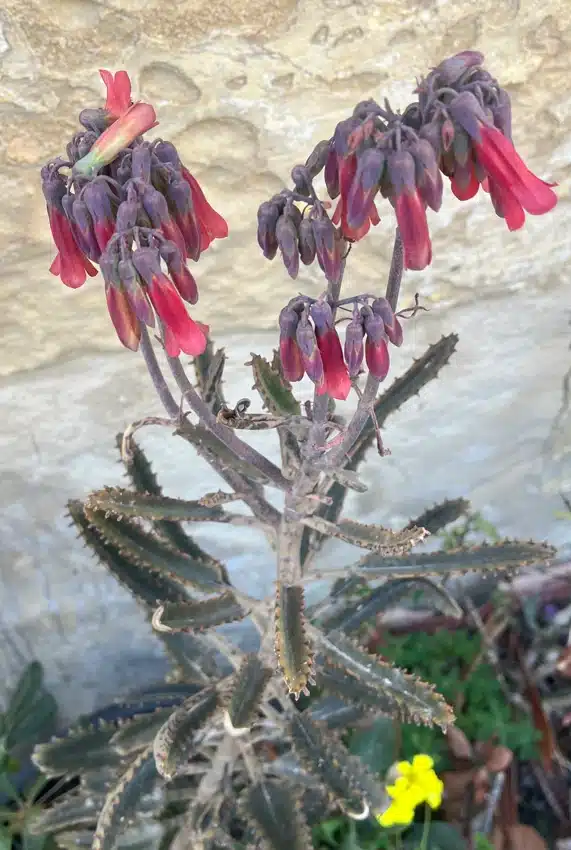 Kalanchoe delagoensis, Mother of millions - Chandelier plant flowers