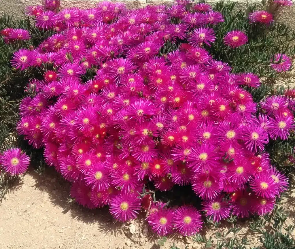 Pink flowering ice plants