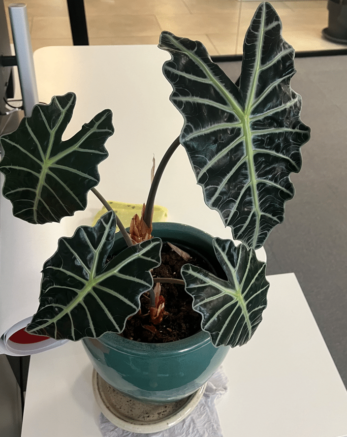 Alocasia plant in an office
