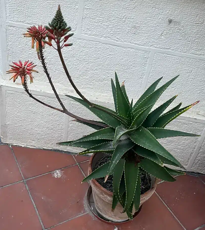Flowering Aloe in pot