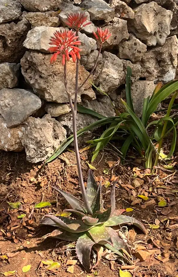 Flowering Aloe