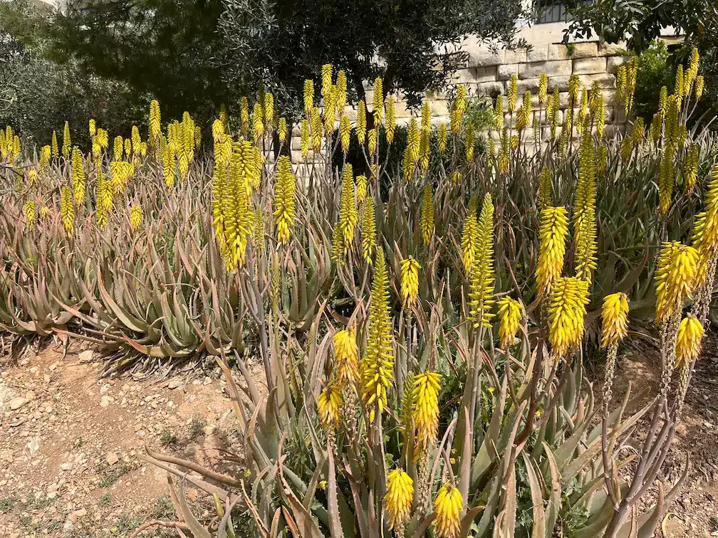 Forest of flowering Aloes