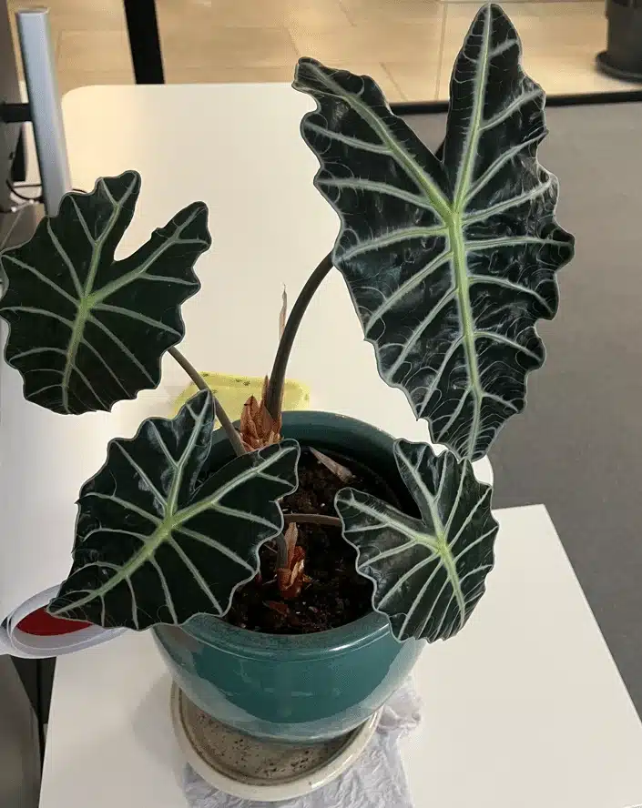 Alocasia-plant-in-an-office