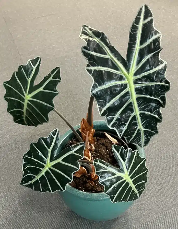 Alocasia-plant on floor