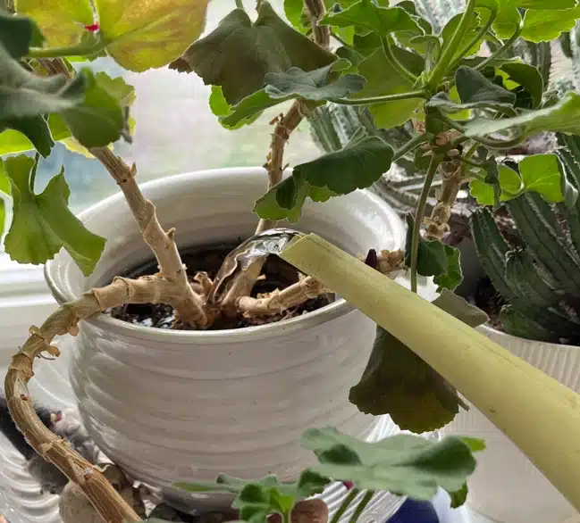 watering a pelargonium